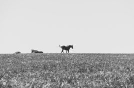 Blue Horses